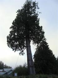 The Iron Maiden tree, Tofino, BC